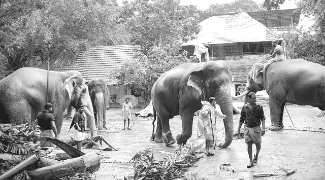 പുന്നത്തൂർ ആനക്കോട്ടയിലെ ഗജവീരന്മാരുടെ സംരക്ഷണം: ഗുരുവായൂർ ദേവസ്വത്തിന് നിർണ്ണായക മാർഗ്ഗനിർദ്ദേശങ്ങളുമായി ഹൈക്കോടതി
